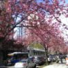 バンクーバーの桜祭り