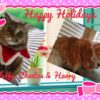 Meow Meow Christmas & Happy New Year!!