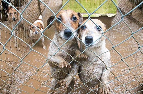 犬を愛しているから 売りません シアトルから伝えたい動物愛護 シアトルの生活情報誌 ソイソース