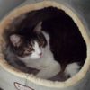 愛猫フジの九生