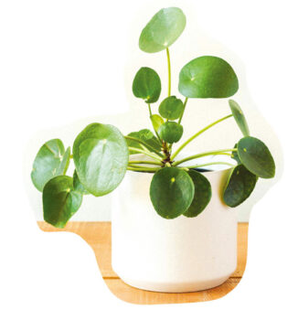 初心者でも育てやすい観葉植物で癒しの毎日を シアトルの生活情報誌 ソイソース